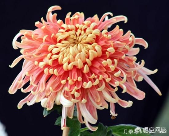 多年生的草本花卉品種的花有什么花？(圖7)