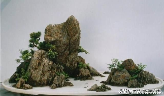 什么是山水盆景？山水盆景的形式有哪些？(圖4)