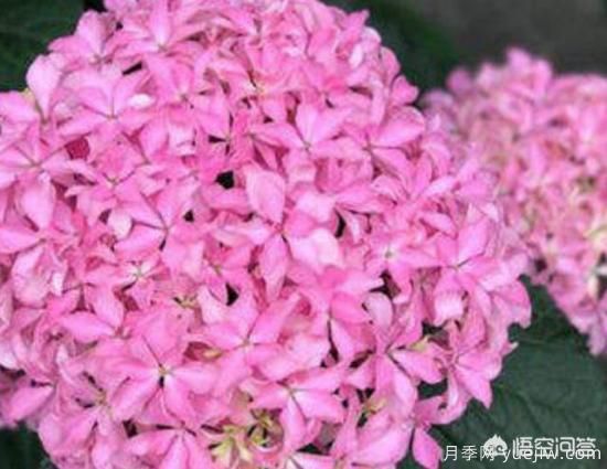 繡球花葉子小是怎么回事？(圖3)