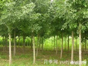 現(xiàn)在什么苗木種植前景好？(圖4)