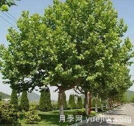 現(xiàn)在什么苗木種植前景好？(圖2)