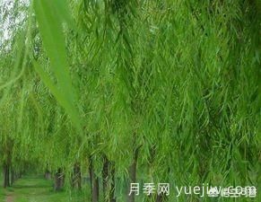 現(xiàn)在什么苗木種植前景好？(圖7)