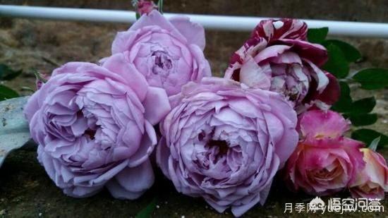 ***香的幾款月季品種是什么？ 什么品種的月季花(圖1)