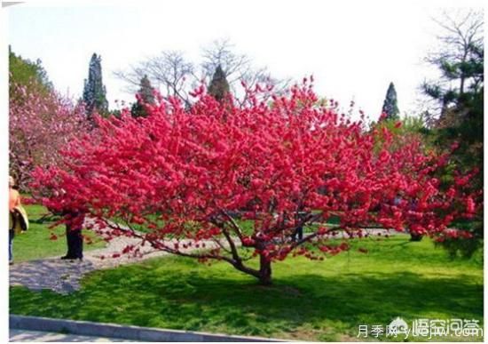 園林適合種植紅葉碧桃嗎？(圖1)