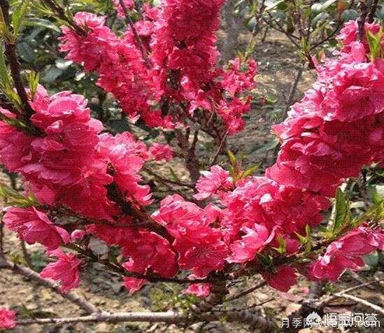 園林適合種植紅葉碧桃嗎？(圖8)