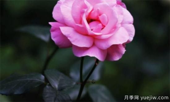 月季幾月份開(kāi)花 月季的花語(yǔ)和寓意是什么(圖2)