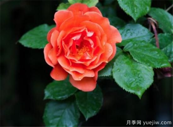 月季幾月份開(kāi)花 月季的花語(yǔ)和寓意是什么(圖1)