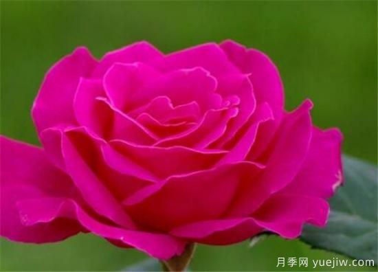 月季幾月份開(kāi)花 月季的花語(yǔ)和寓意是什么(圖3)