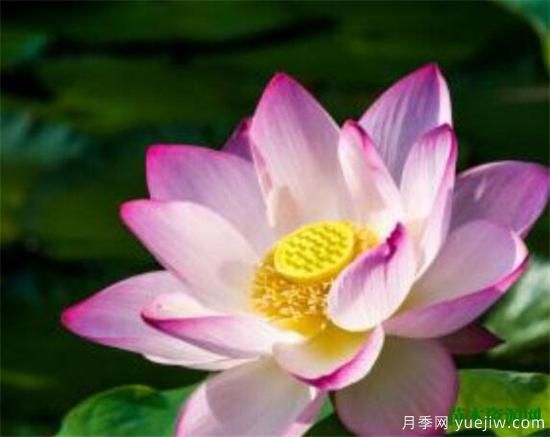 家里千萬不能養(yǎng)的6種花 家里養(yǎng)花禁忌(圖2)