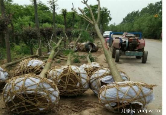 國槐定桿干高度多高合適 如何為國槐樹合理的修剪整形(圖1)