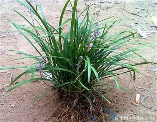 麥冬草如何繁殖 麥冬草種植方法和技術(shù)(圖1)