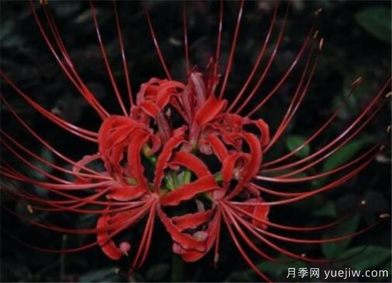 彼岸花幾月份開放 彼岸花的花語寓意是什么(圖2)