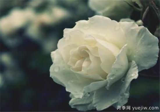 白玫瑰幾月份開(kāi)花 白玫瑰的花語(yǔ)寓意(圖1)