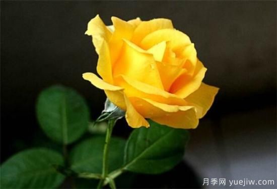 黃玫瑰幾月份開花 黃玫瑰的花語(yǔ)寓意是什么(圖2)