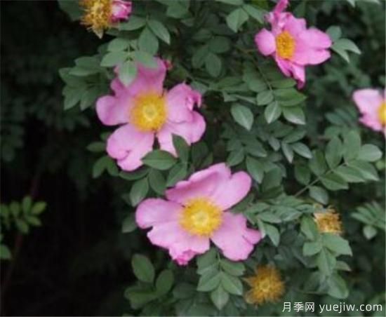 薔薇花有哪些品種 薔薇花有哪幾種顏色(圖8)