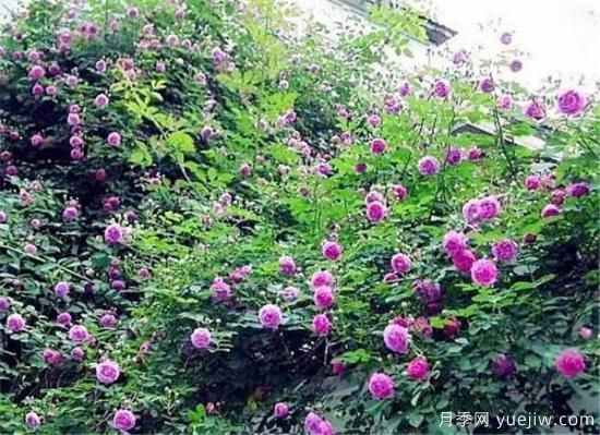 薔薇花幾年能爬滿墻 薔薇花如何修剪(圖2)