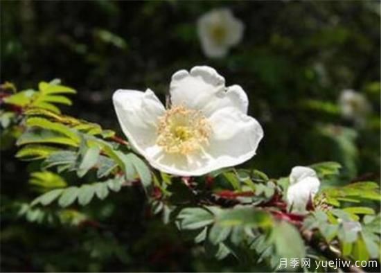 薔薇花有哪些品種 薔薇花有哪幾種顏色(圖5)