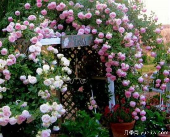 薔薇花苗的近期價格是多少 2020年薔薇樹***新報價(圖1)