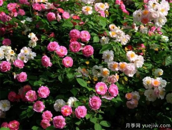 薔薇花什么時候開 薔薇的花語和寓意象征(圖2)