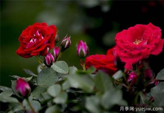 薔薇樹嫁接月季時間和方法 薔薇枝嫁接月季技術(shù)要點(圖3)