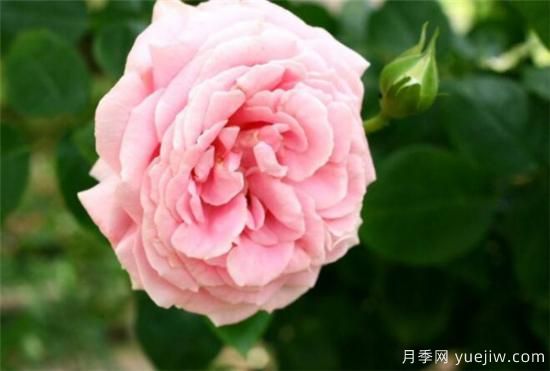 薔薇樹嫁接月季時間和方法 薔薇枝嫁接月季技術(shù)要點(圖2)