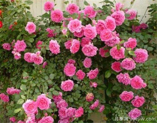 薔薇花苗的近期價格是多少 2020年薔薇樹***新報價(圖2)