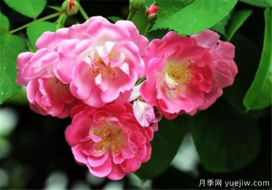 薔薇樹嫁接月季時間和方法 薔薇枝嫁接月季技術(shù)要點(圖1)