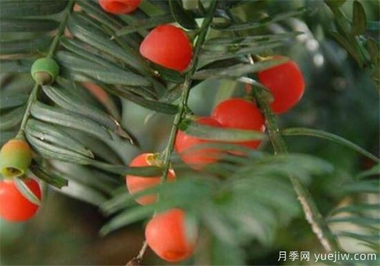 紅豆杉近期價(jià)格表 10到15公分紅豆杉近期報(bào)價(jià)(圖2)