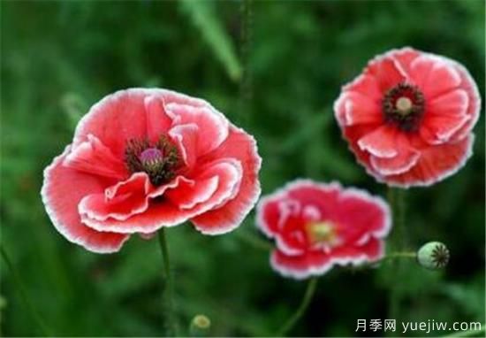 三朵花代表什么意思 三朵玫瑰花代表啥(圖1)