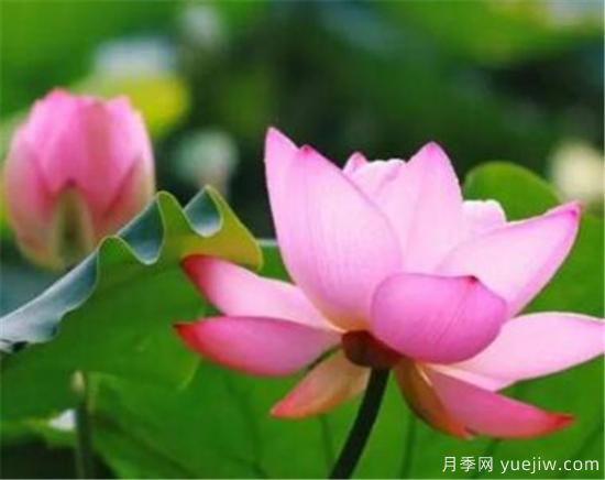 什么花代表著愛(ài)而不得 表示思念和愛(ài)的花(圖1)