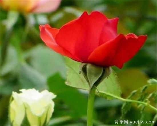 什么花代表著愛(ài)而不得 表示思念和愛(ài)的花(圖2)