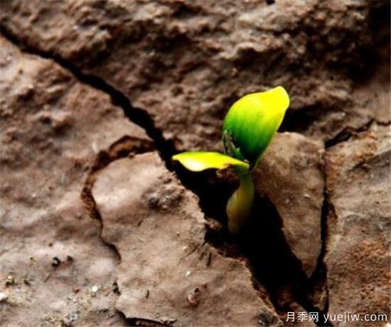 生命力頑強(qiáng)的植物有哪些 頑強(qiáng)又不起眼的植物(圖1)