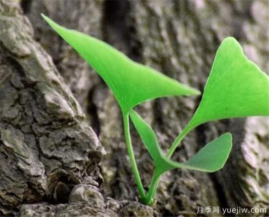 生命力頑強(qiáng)的植物有哪些 頑強(qiáng)又不起眼的植物(圖3)