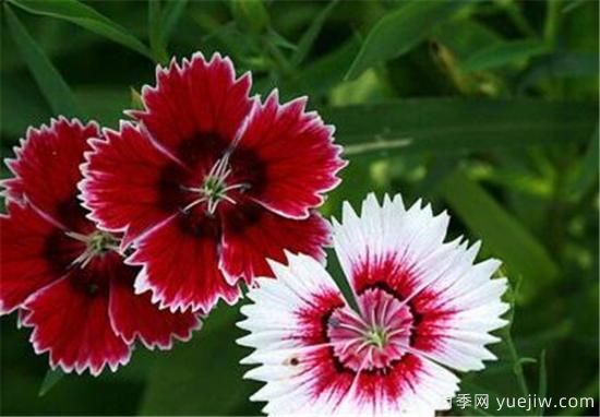 什么花代表著愛(ài)而不得 表示思念和愛(ài)的花(圖3)