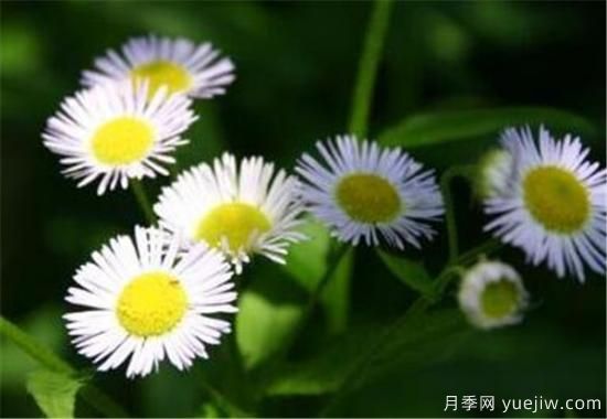 六月開(kāi)什么花 十二月每月代表什么花(圖3)