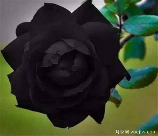 黑色花朵有哪些 世界上**名***美的花是什么(圖3)