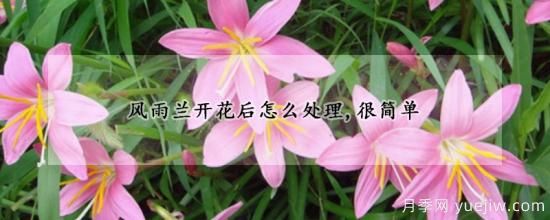 風(fēng)雨蘭開(kāi)花后怎么處理，很簡(jiǎn)單(圖1)