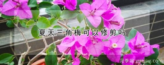 夏天三角梅可以修剪嗎(圖1)