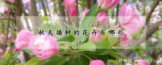 秋天播種的花卉有哪些(圖1)