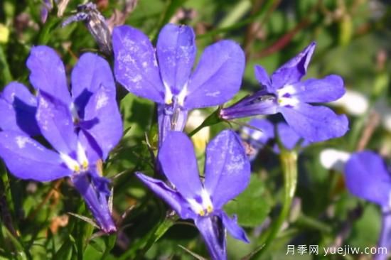 花的種類大全 常見鮮花種類(圖1)