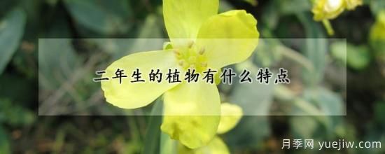 二年生的植物有什么特點(diǎn)(圖1)