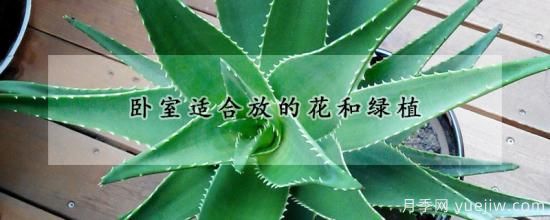 臥室適合放的花和綠植(圖1)