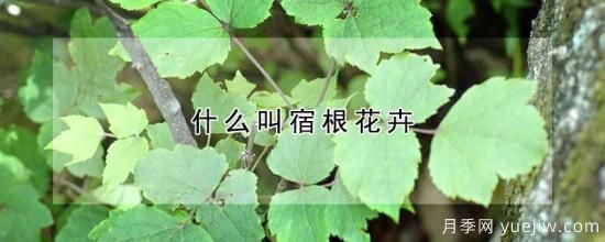 什么叫宿根花卉(圖1)