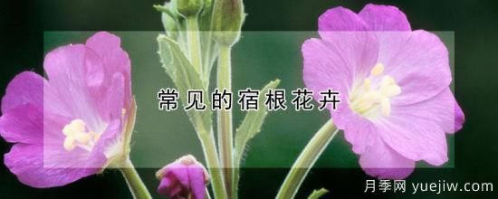 常見的宿根花卉(圖1)