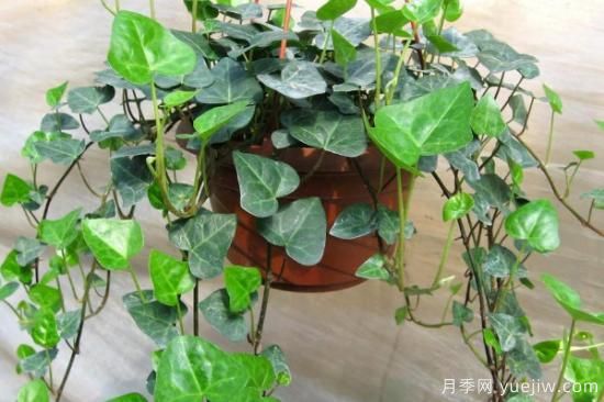 水培植物圖片名稱大全 常見水培植物(圖1)