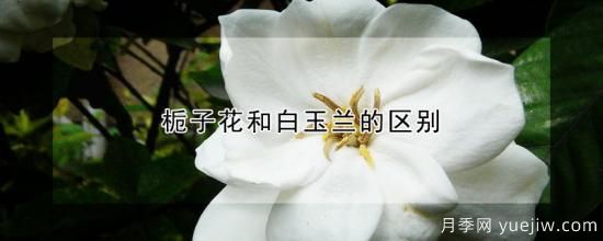 梔子花和白玉蘭的區(qū)別(圖1)