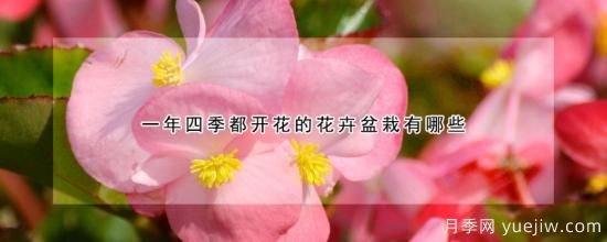 一年四季都開(kāi)花的花卉盆栽有哪些(圖1)