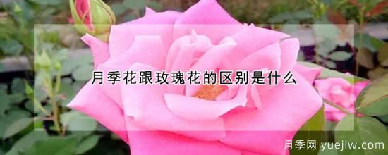 月季花跟玫瑰花的區(qū)別是什么(圖1)