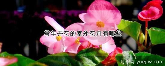 常年開花的室外花卉有哪些(圖1)