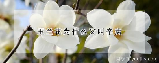 玉蘭花為什么又叫辛夷(圖1)